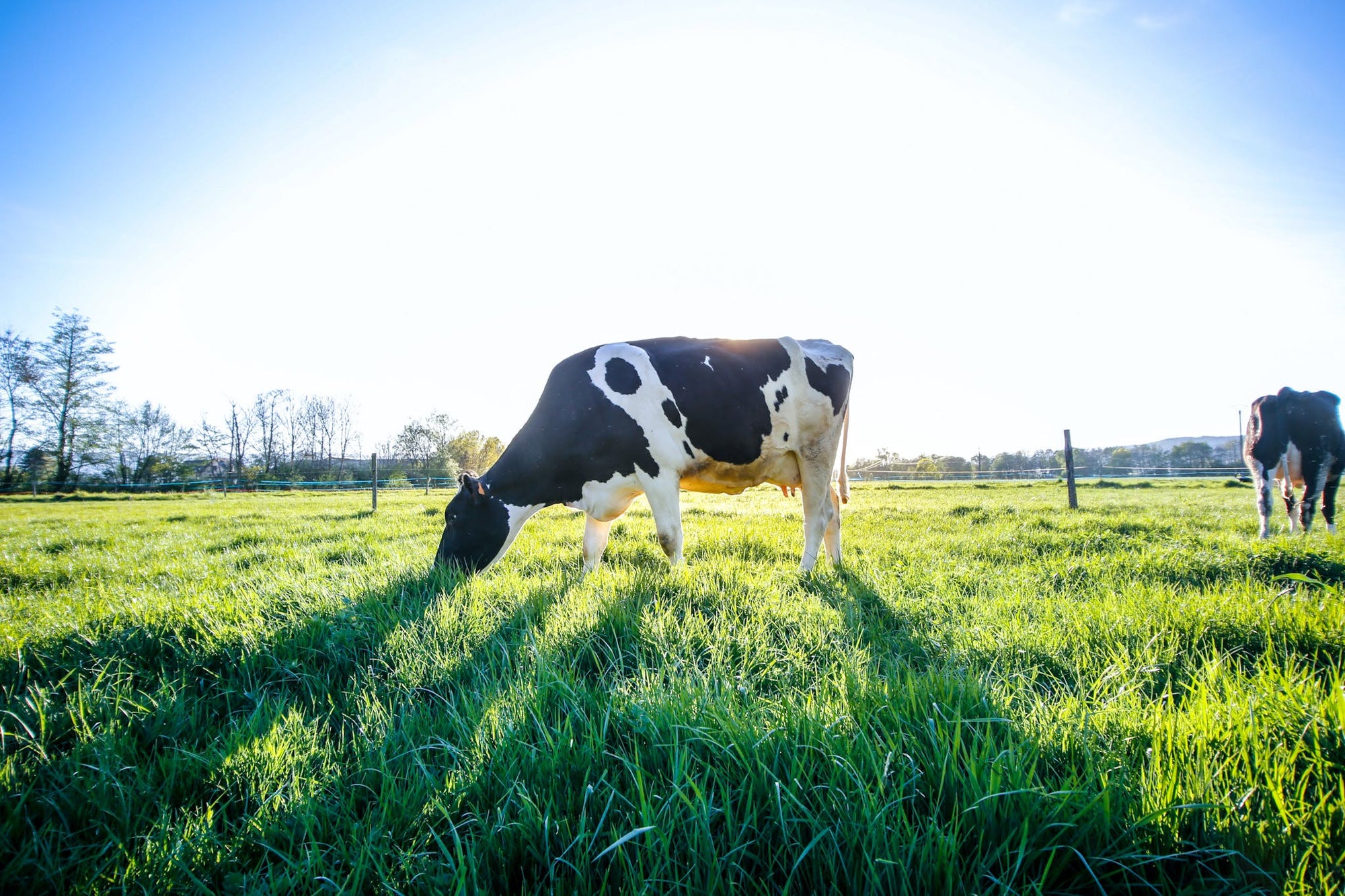 Underneath the Flavor: rBST-Free Butter
